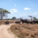 TZA MAR SerengetiNP 2016DEC24 SeroneraWest 023 : 2016, 2016 - African Adventures, Africa, Date, December, Eastern, Mara, Month, Places, Serengeti National Park, Seronera, Tanzania, Trips, Year